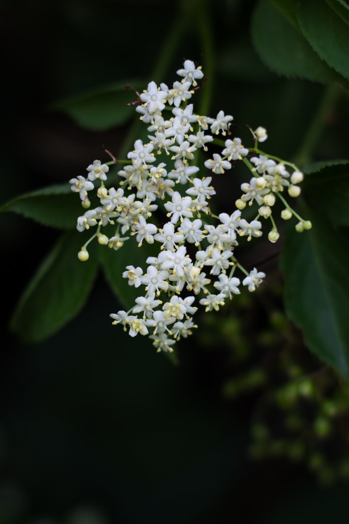 Holunderblüten