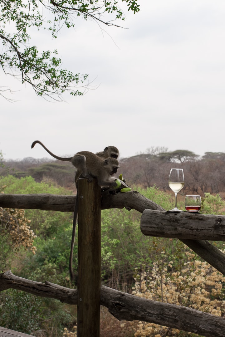 safari in südafrika