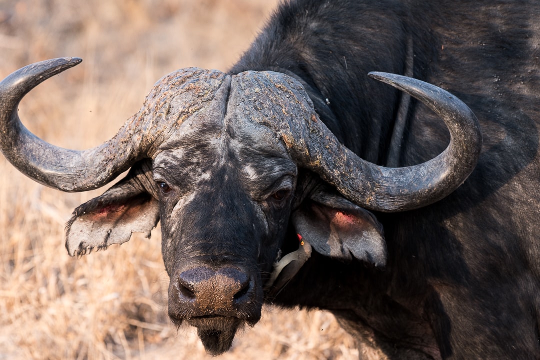 safari in südafrika büffel