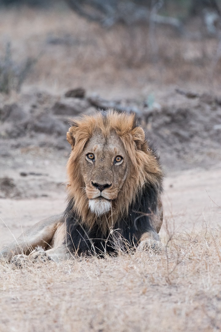 safari in südafrika big five