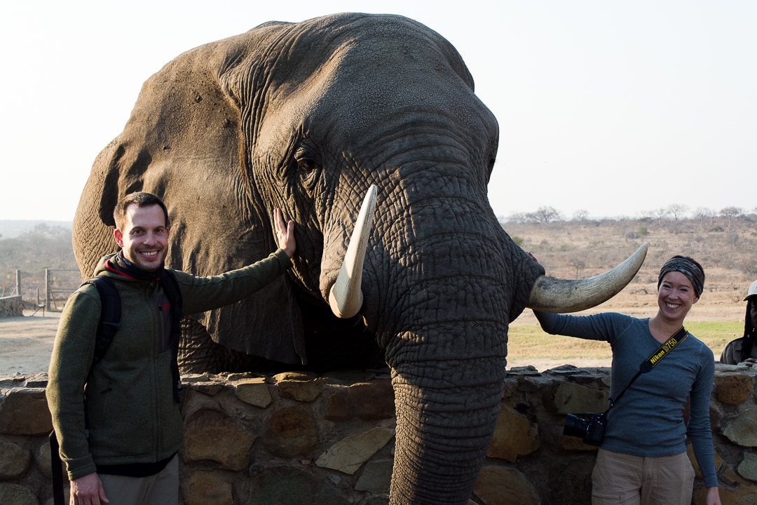 safari in südafrika elefant