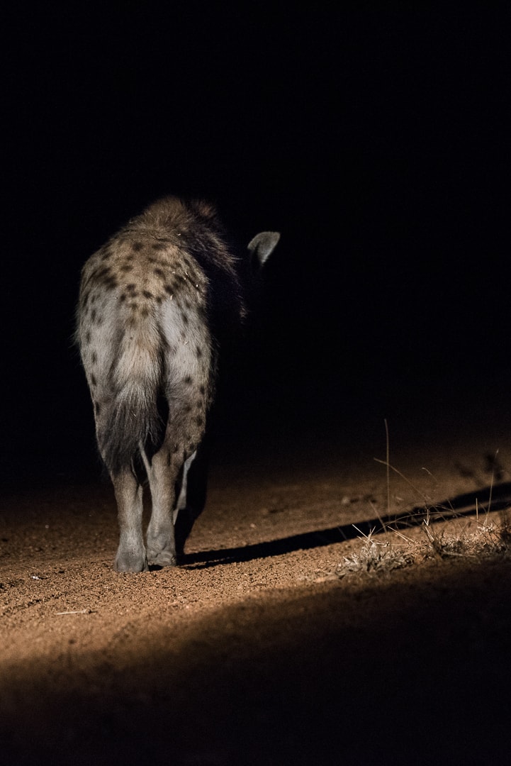 safari in südafrika Hyäne