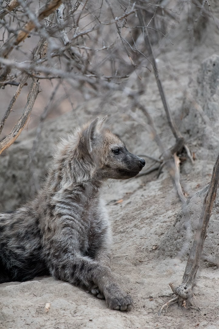 safari in südafrika junge hyäne