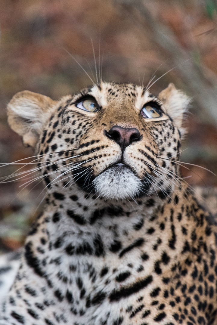 Karula a female leopard in South Africa 