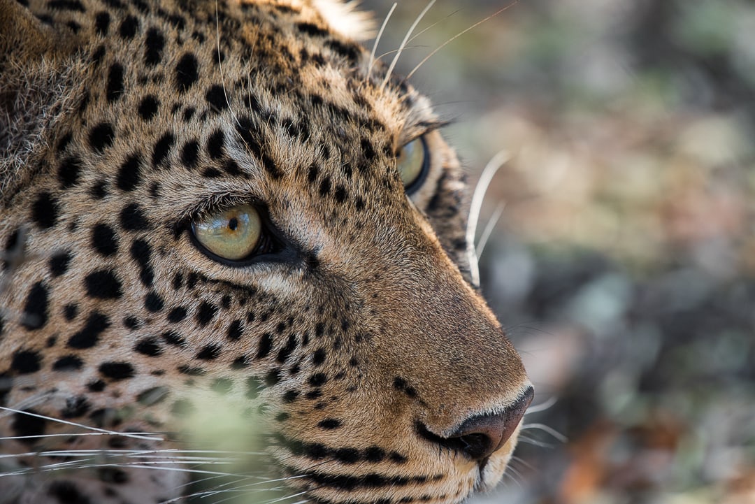 safari in südafrika leopard