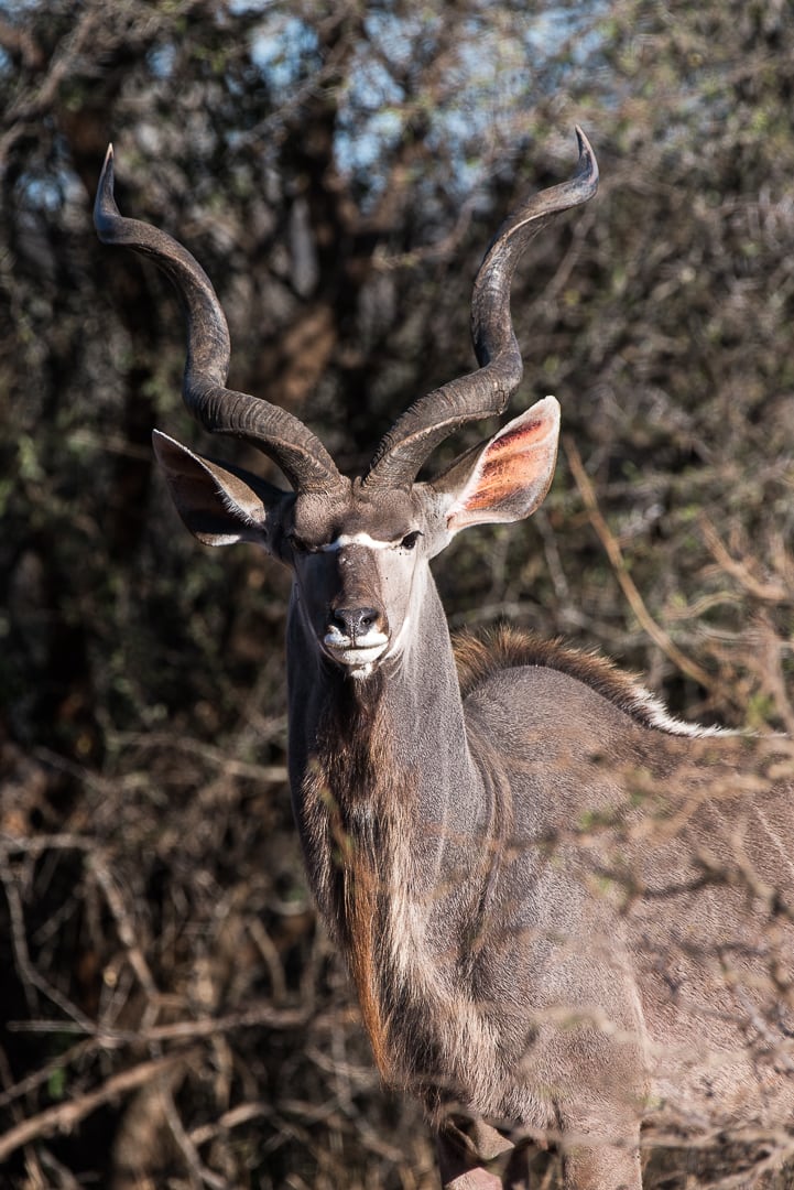 safari in südafrika kudu