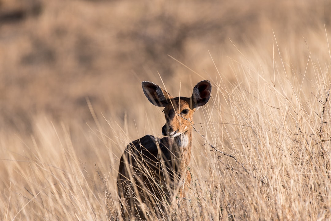 safari in südafrika nyala