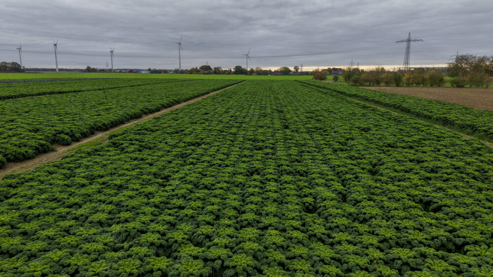 Kürbis-Grünkohl-Pfanne